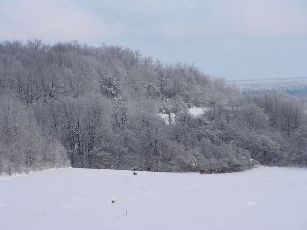 zdjecie Wola Uhruska