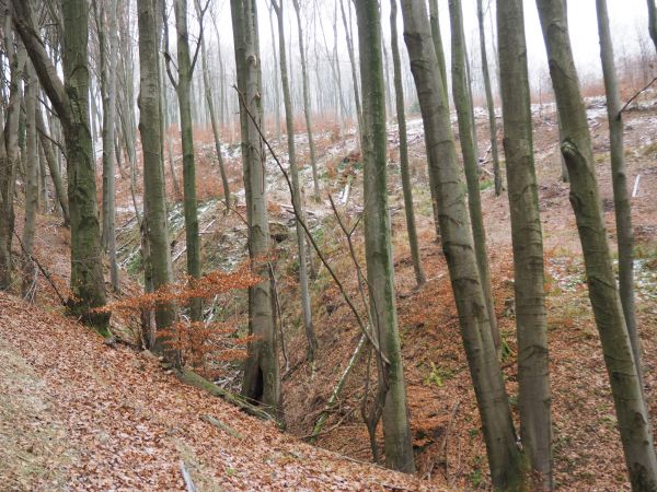 las bukowy - tu jakby w szeregu, wspomnieć należy że okoliczna ludność niegdyś powszechnie zbierała bukiew - czyli orzeszki bukowe, pozyskiwano je w dużych iloś