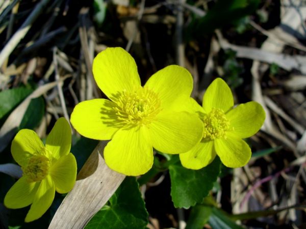 Kaczeńce nad jeziorem