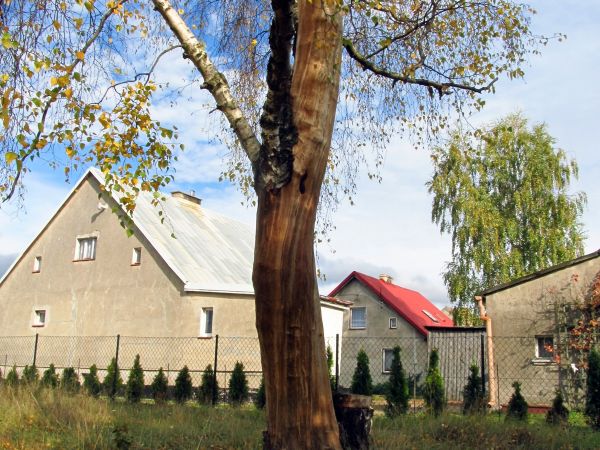 Brzózka porażona piorunem