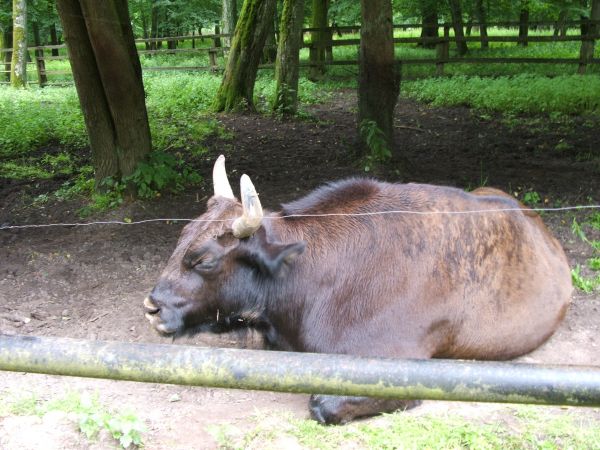 zdjecie Białowieża