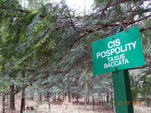 przy ścieżce przyrodniczo-dydaktycznej - cis - wywar z jego drewna i kory uważano za jedyny skuteczny lek przeciw wściekliźnie. Pacjentowi, któremu  podano ten