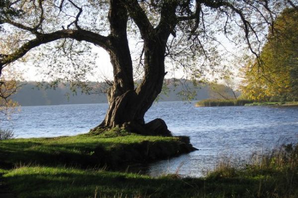 Jezioro Trzesiecko w Szczecinku