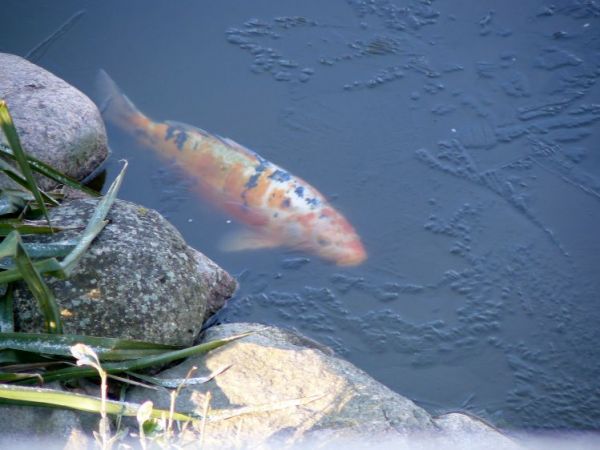 zdjecie Miszewko Strzałkowskie