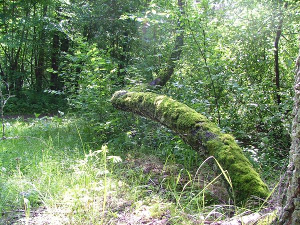 Pochyła brzoza. Osewo.