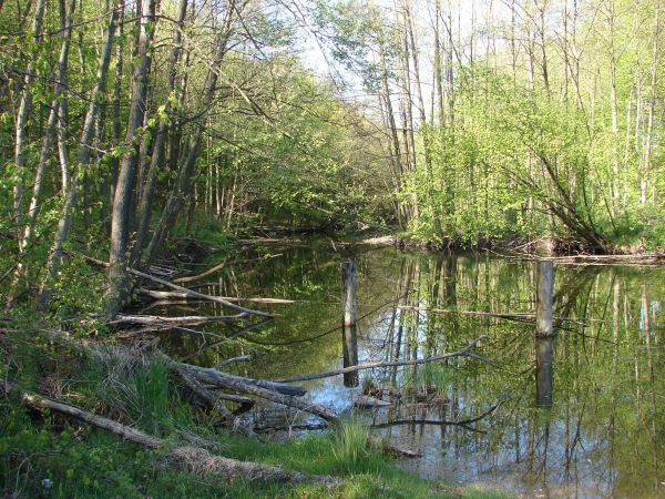Gaj-Grzmięca. Efekt pracowitości bobrów na Skarlance.