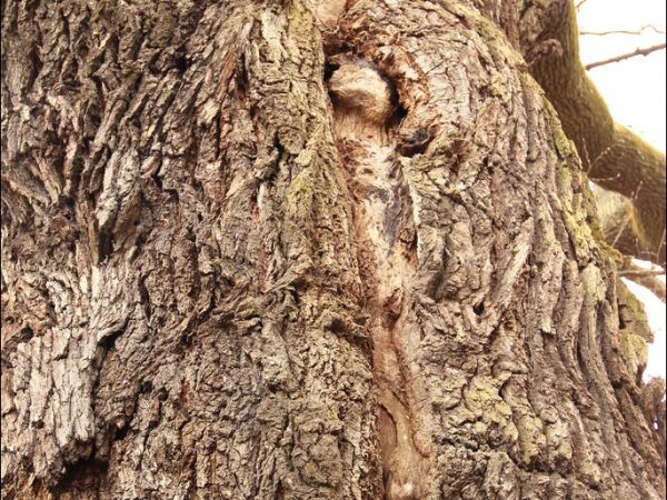 Drewniana cerkiew greckokatolicka p.w. Narodzenia NMP w Łodzinie. Zbudowana w 1743 roku. Obecnie filialny kościół rzymskokatolicki .