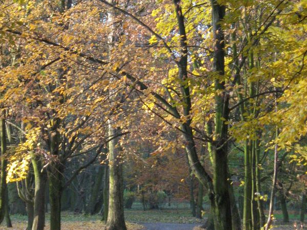 WOLSZTYN. JESIENNY PARK NAD JEZIOREM Wolsztyńskim