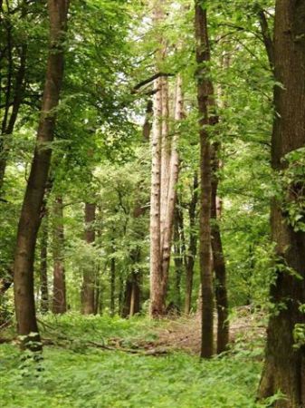 PARK PRZYPALACOWY PRZED KOSZENIEM i