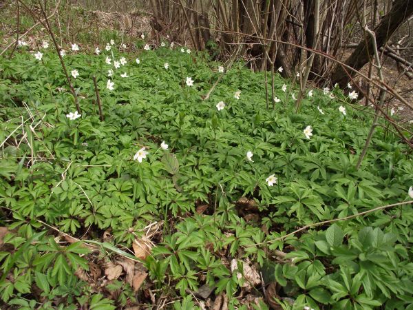zawilec gajowy /anemon/ biały - geofit - urodą zachwyca, bujny - tam wiele stanowisk - Pod Grodziskiem. Jest też zawilec żółty - w m. Dziurdziów, koło dworu, w