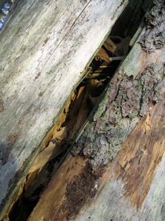 zdjecie Białowieża