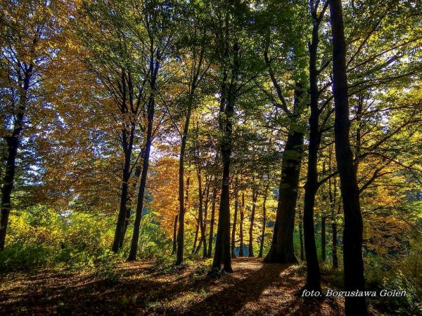 Poniatowa-Staw Krupnik