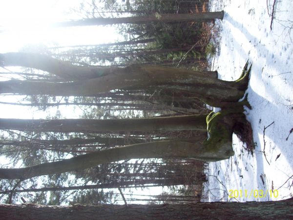 Podczas leśnych wędrówek spotkać można niezwykłe naturalne okazy przyrody. Na zdjęciu fragment buka zwyczajnego.