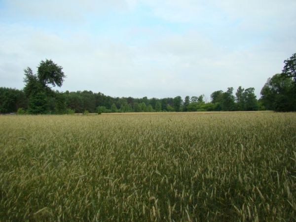 Pola uprawne wokół Woli Życkiej