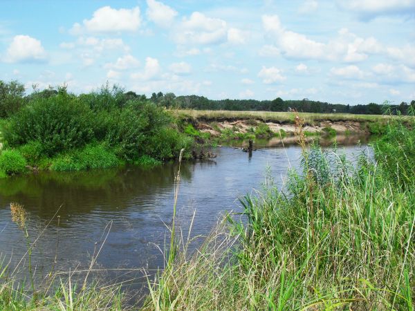 Koryto Liwca letnią porą-dla krów i ludzi miejsce do ochłody