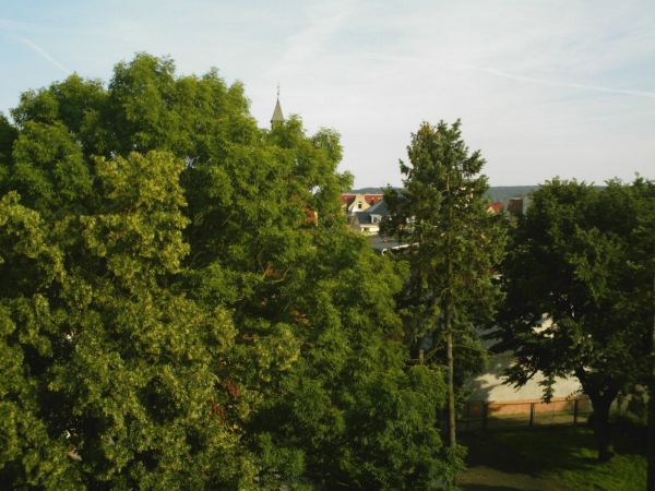 Coś tam widać w prześwicie drzew.