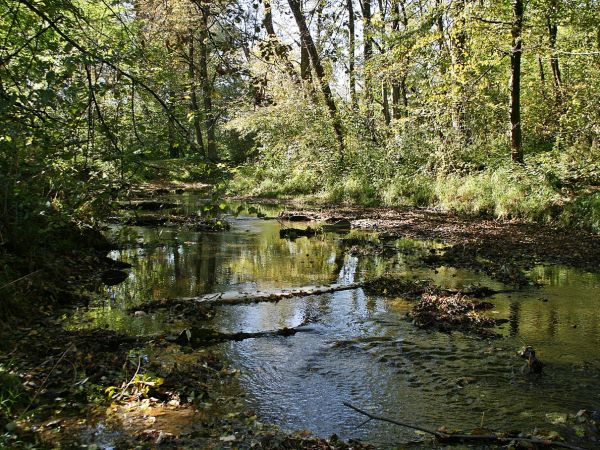 takie widoki - naszym zdaniem - powinny być wpisane do rejestru "pomników przyrody" - a to proza natury widziana z kładki nad Pielnicą.