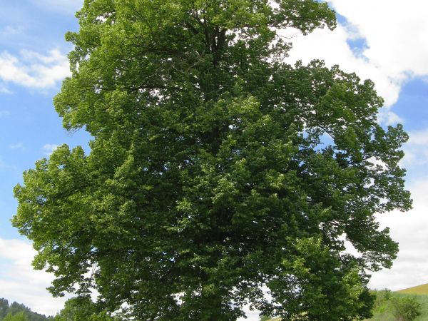 w księgarniach katolickich są kartki pocztowe - pięknem przyrody i boskim mottem nasycone - tu można plagiatu się dopuścić ?