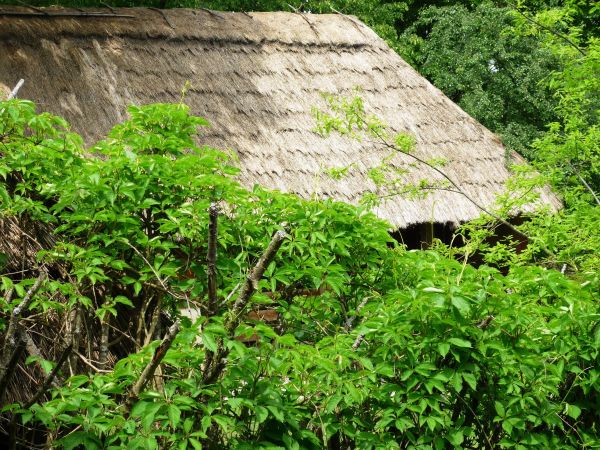 Stara , zabytkowa zagroda chłopska z XIX wieku , we wsi Guciów na Lubelszczyźnie. Obecnie muzeum wsi.
