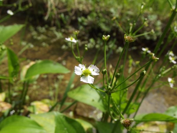 żabieniec babka wodna - w linii brzegowej potoku Jawornik, jego koryto jest często poprzegradzane kamiennymi progami, rumowiskiem skalnym i stanowi ciekawy obie