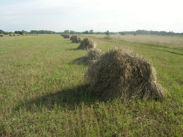 żniwa na polach Turnej