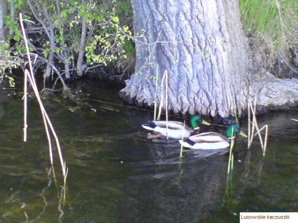 zdjecie Lusówko