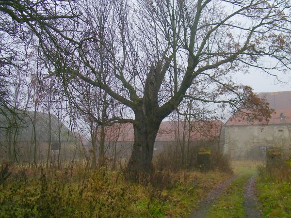 pomnik przyrody  przepraszam nie wiem jak ma na imię bo zniszczono nawet godło  Dąb jeśli dobrze pamiętam