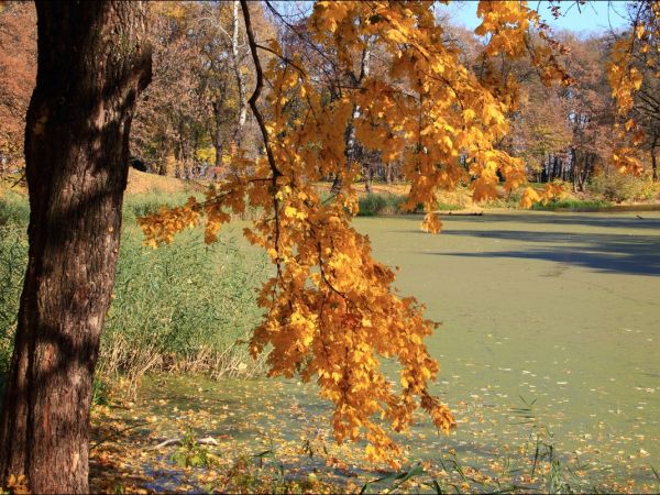 Park w Medyce − pochodzący z drugiej połowy XVI wieku (z reliktami z XIV i XVI wieku).