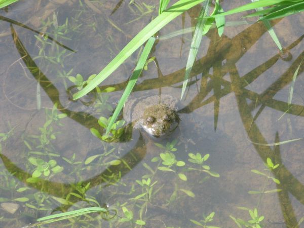 no jakże nie pstryknąć, jak tak pięknie pozuje - żaby składają skrzek w "brudnych" kałużach, wtedy jest większa szansa, że żmije i zaskrońce nie powyjadają kija