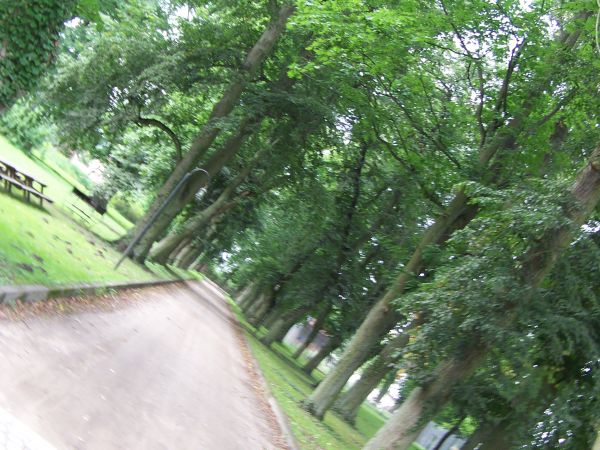 ALEJA ZABYTKOWYCH DRZEW W PARKU W RUNOWIE.