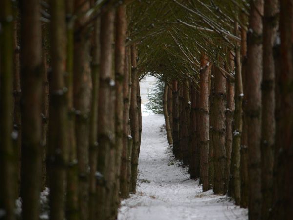 zdjecie Tyniewicze Duże