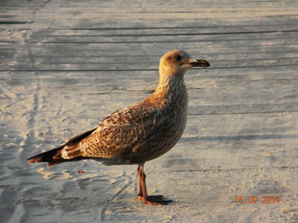 Wszechobecne....krzykacze ;)