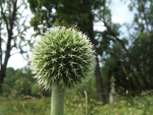 resztki starego cmentarza grecko-katolickiego, po prawej n/z krzyż nagrobny, tam też dziś słabo już czytelna kwatera żołnierska z I - szej wojny światowej. Na p