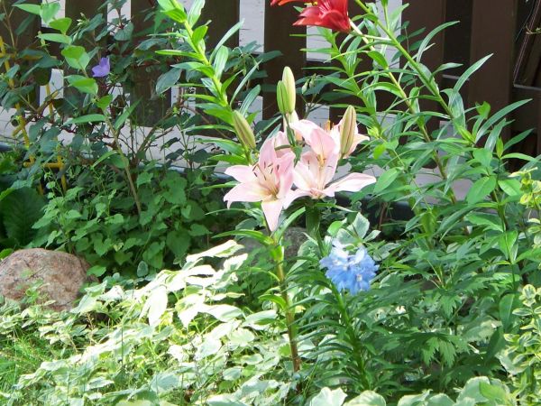 Lilie w przydomowym ogródku