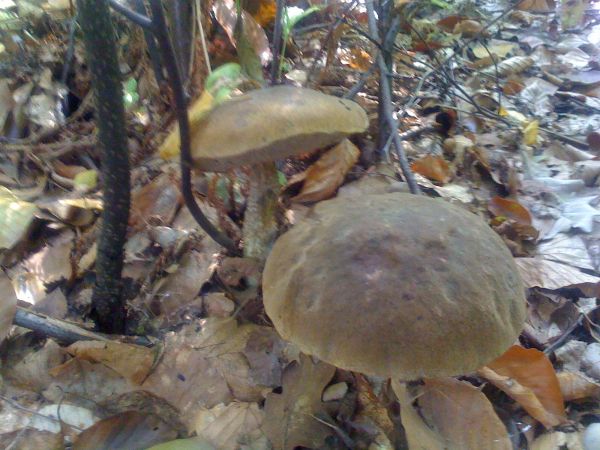 Piękne miejsce na grzyby :)