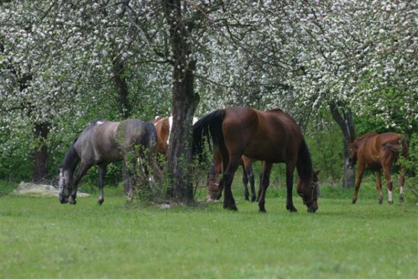zdjecie Nowy Secymin