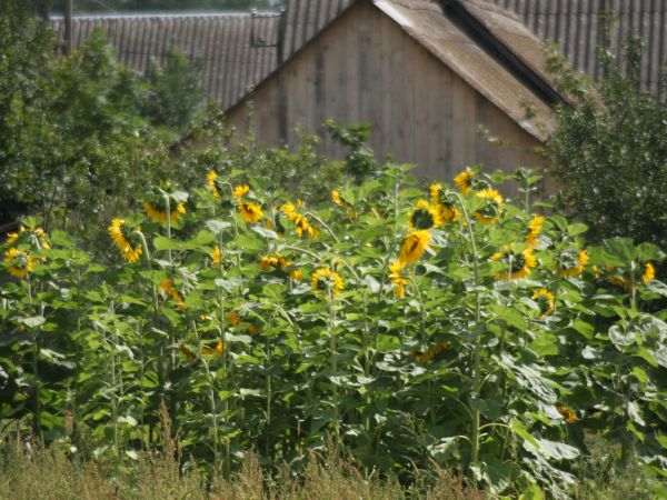 zdjecie Tyniewicze Duże