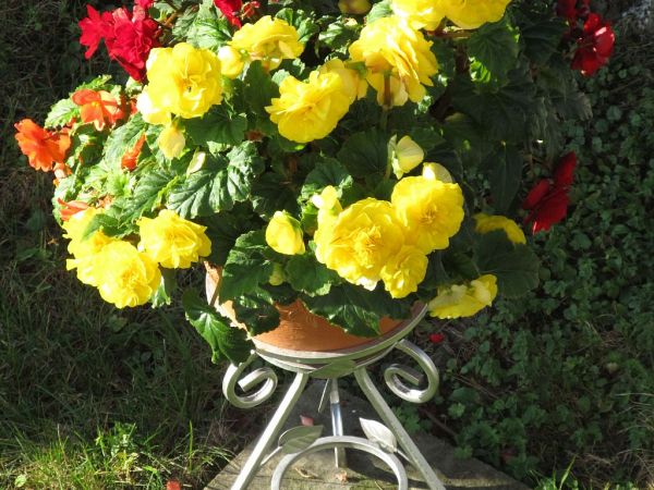 To już jesień ale jeszcze  begonie ładne , do pierwszych mrozów .