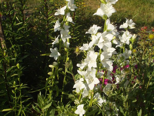 Bródzki pełne kwiatów.