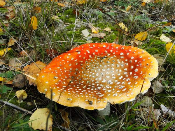 Pod czerwonym grzybkiem przy krzaczku poziomek, mają krasnoludki swój malutki domek ...