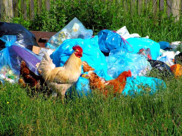 Miejscowi przedstawiciele świata ptactwa i wspomnienie po kontenerach na śmiecie...2009