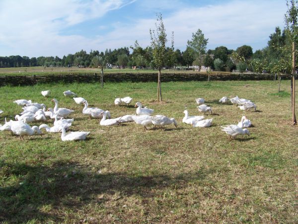 Stado gęsi przy wiejskiej zagrodzie. .