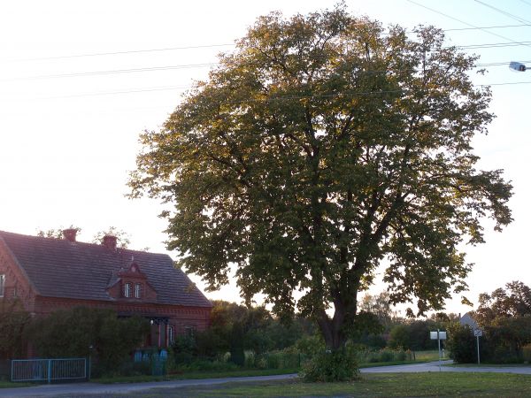 zdjecie Trzęsów