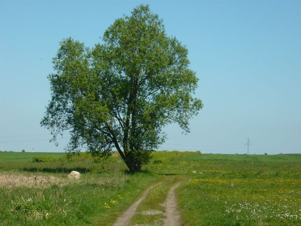 zdjecie Wola Wężykowa
