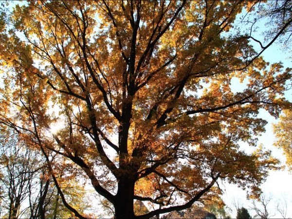 Park w Medyce − pochodzący z drugiej połowy XVI wieku (z reliktami z XIV i XVI wieku).