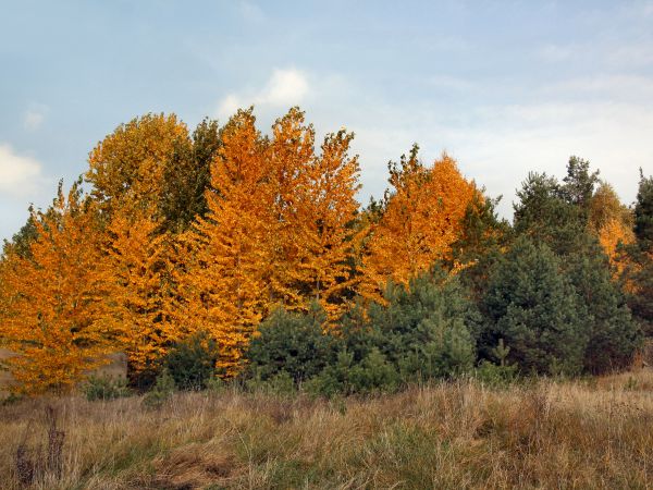 zdjecie Tyniewicze Duże