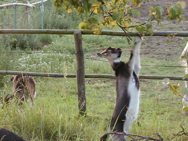 Wygiełdów: "...zza płota uśmiecha się koza, na polach unosi się dym - to nasza polska narkoza, co trwa od Radomia po Pcim..." - to Skaldowie ("Wędrujmy")