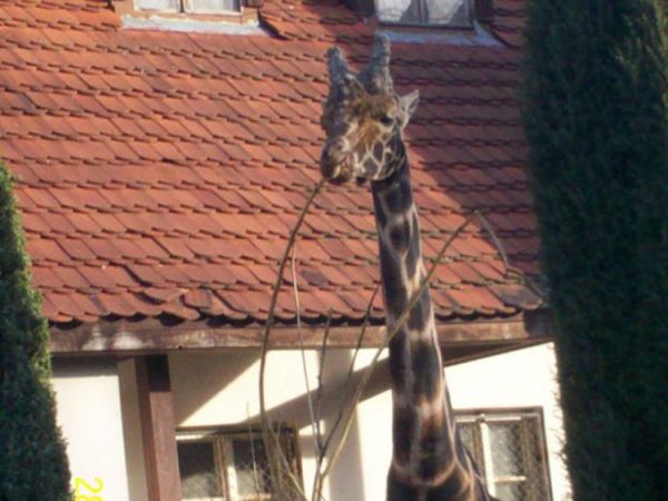 Żyrafa - mieszkanka wrocławskiego zoo.