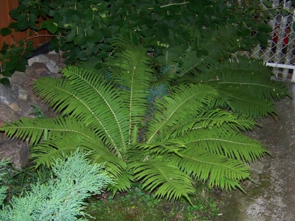 Paproć ogrodowa