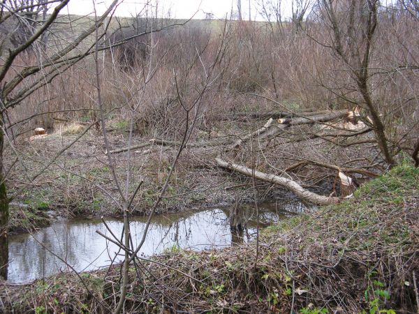 na bobrowym "poligonie", gniazdo bobra zbudowane z gałęzi to: chata a np. jamka zająca w śniegu pod miedzą to: chałupa, a gniazdo piżmaka zbudowane wśród trzcin